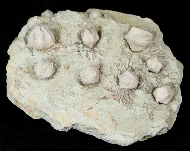 Multiple Blastoid (Pentremites) Plate - Illinois #15282